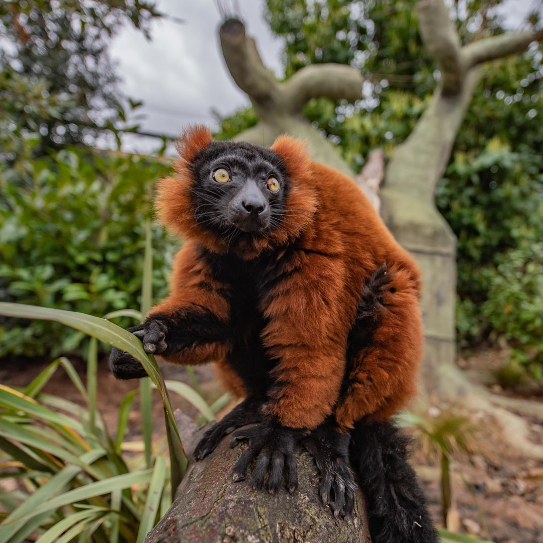 Red Ruffed Lemur 3