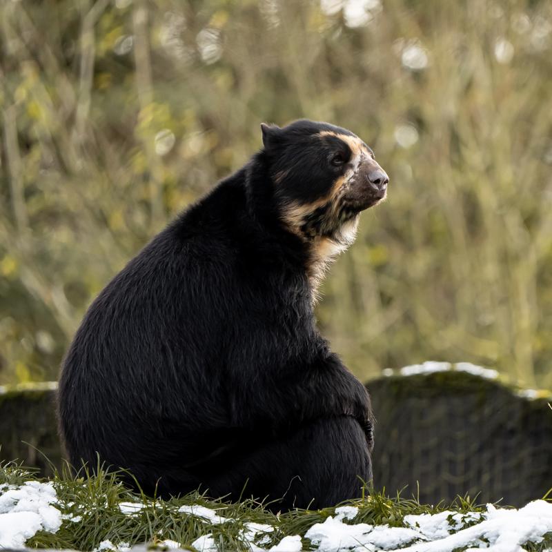 2025 Andeanbear (1)