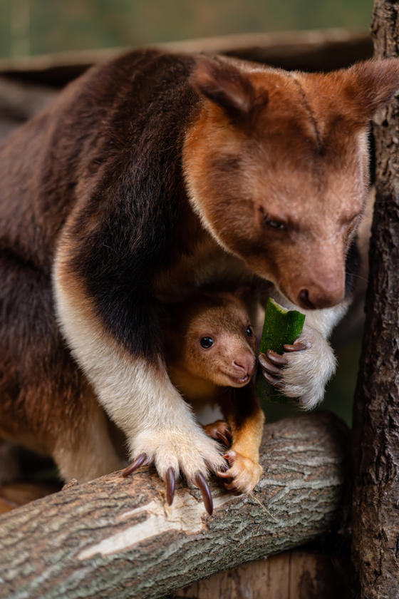 Tree Kangaroo Joey 5