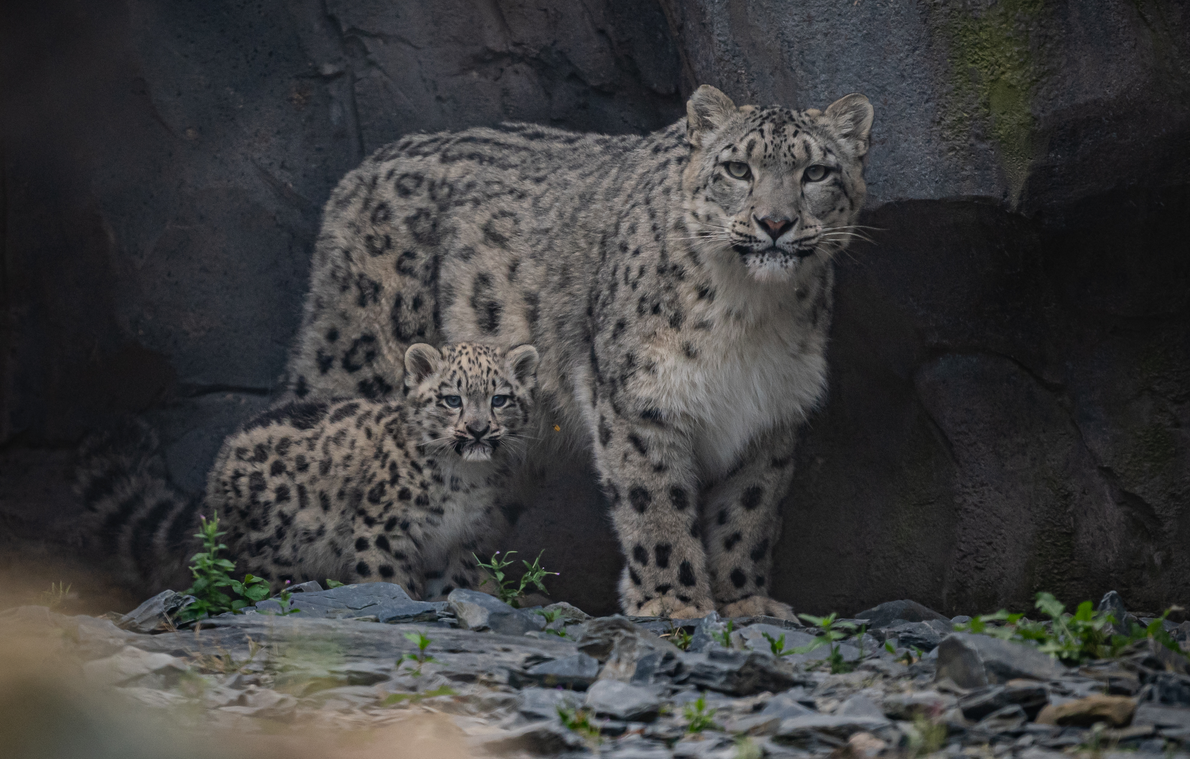 Snowleopards 4