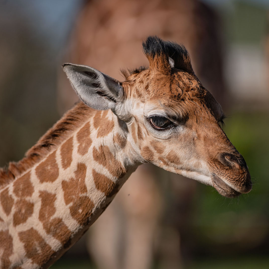 Giraffe calf Edie kicks up her heels | Chester Zoo