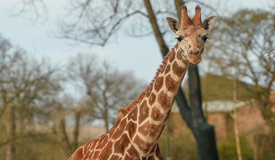 Rothchilds Giraffe At The Zoo