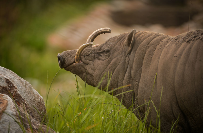 A male babirusa, a pig with bare skin and tusks that curve from his snout toward his face