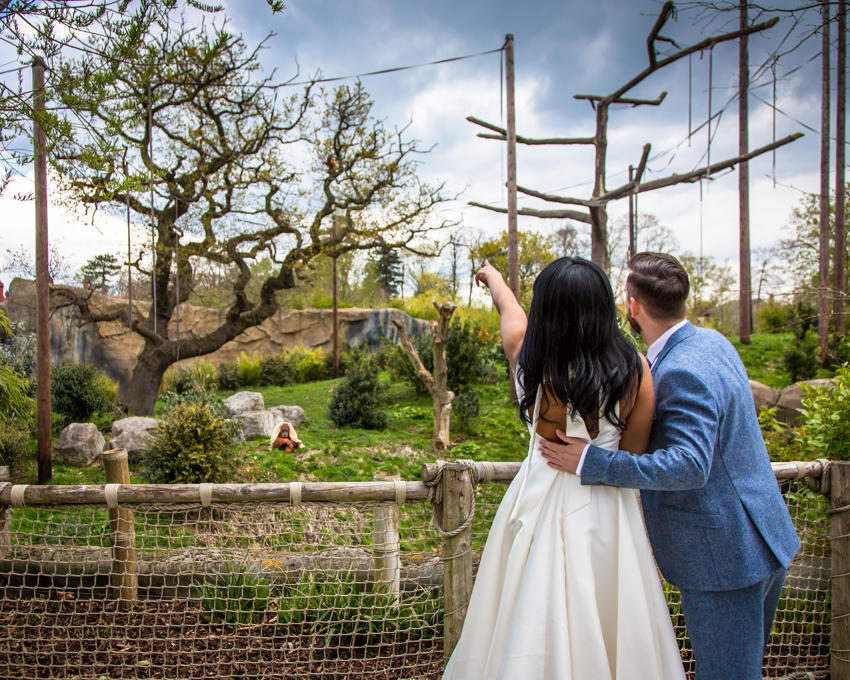 Bride And Groom Pointing To Orangutan In Habitat