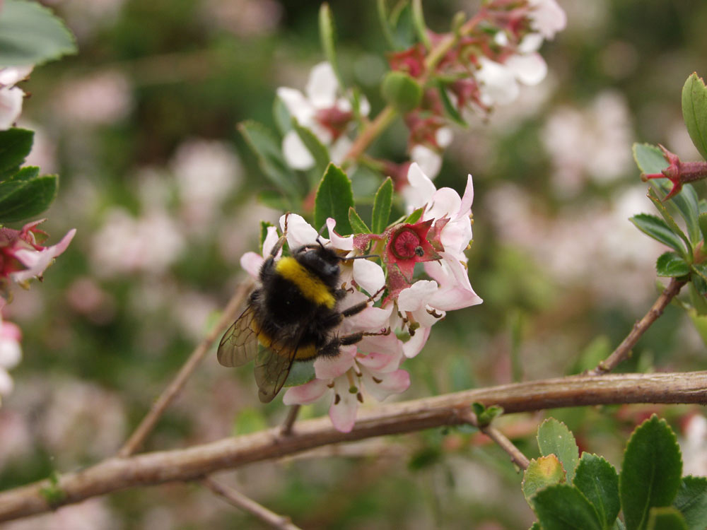 Bumble Bee Hints And Tips Blog Image
