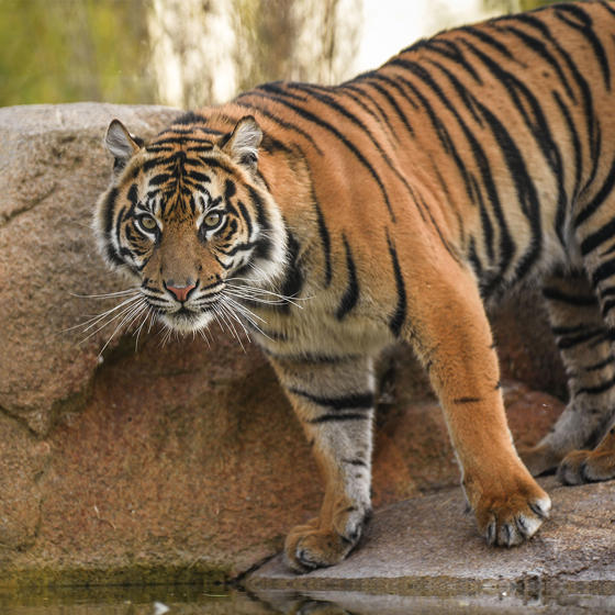 Tiger Talk Square