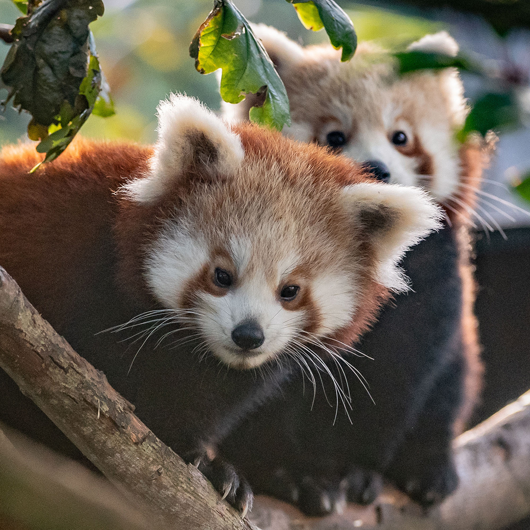 Red Panda. In The Zoo