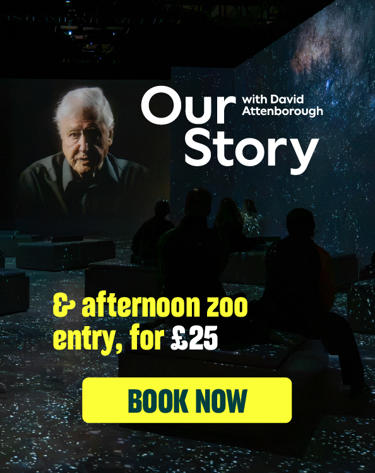 Our Story Afternoon Ticket Carousel Card