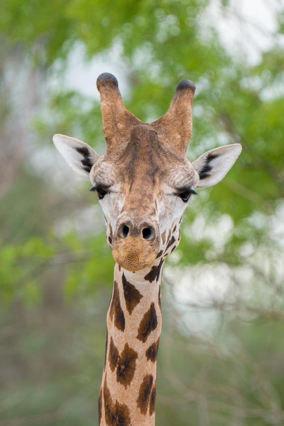 Meet Kris The Rare Giraffe On A Very Important Date15