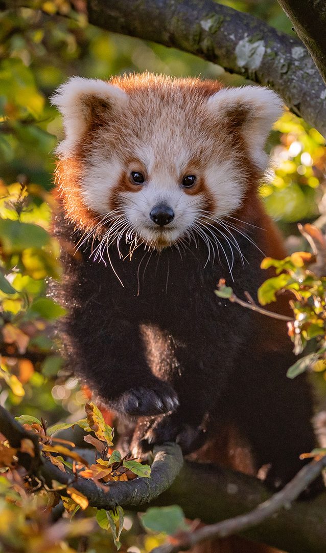 Red Panda In Tree PORTRAIT