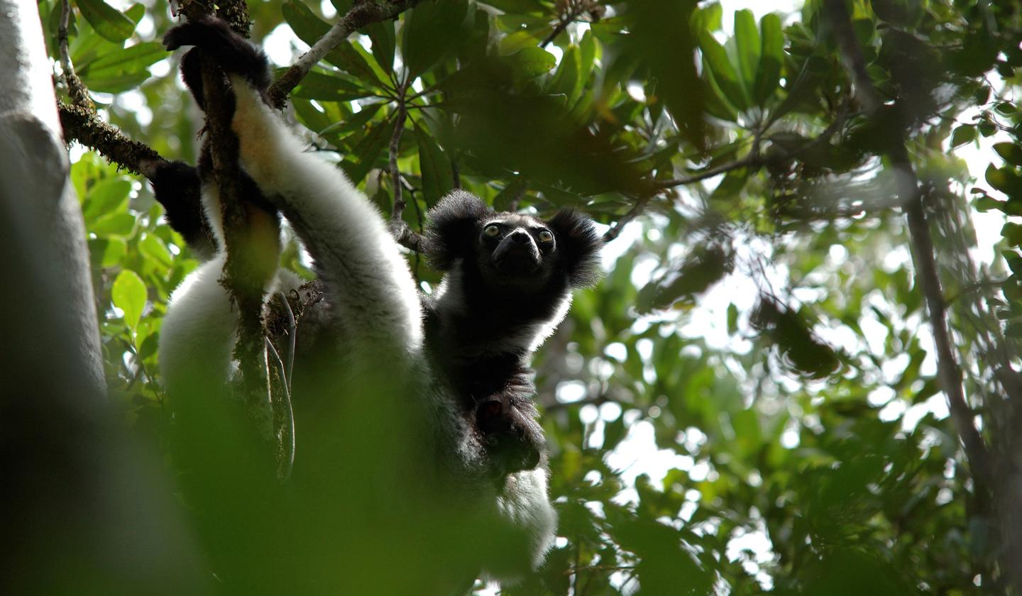 Lemur