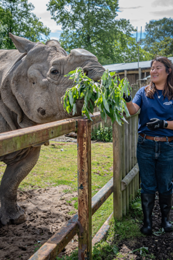 Rhino Experience New