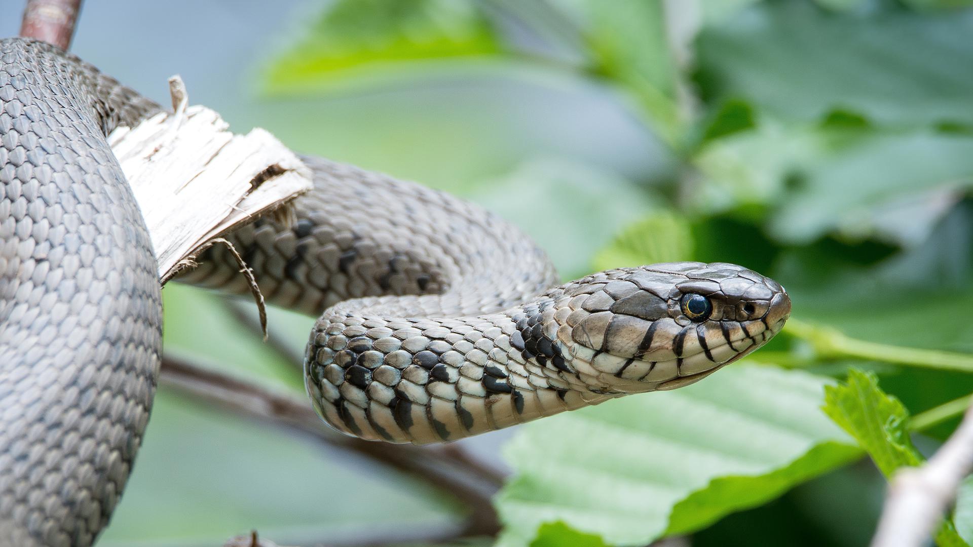 European Grass Snake Pixabay
