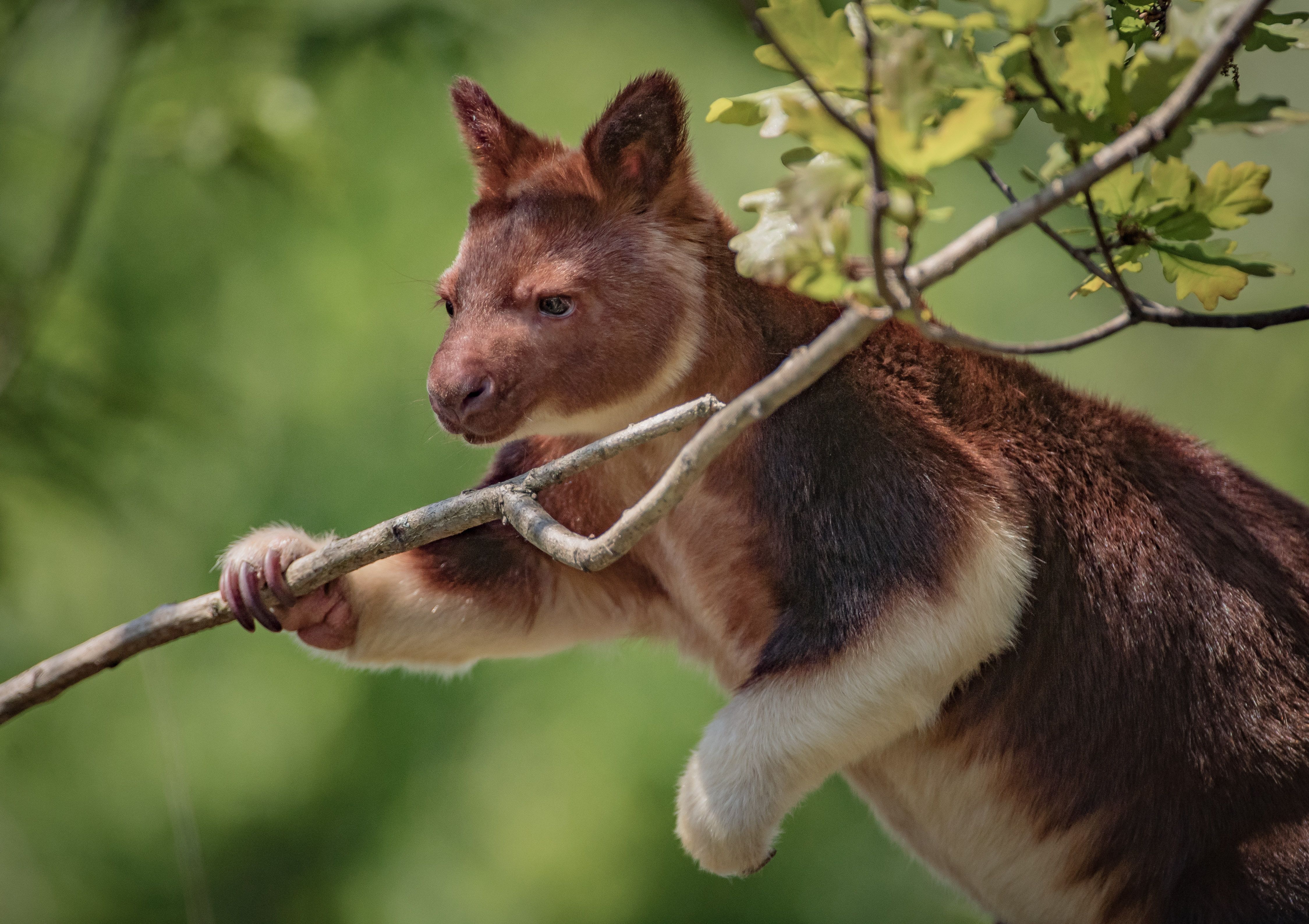 Tree Kangaroo