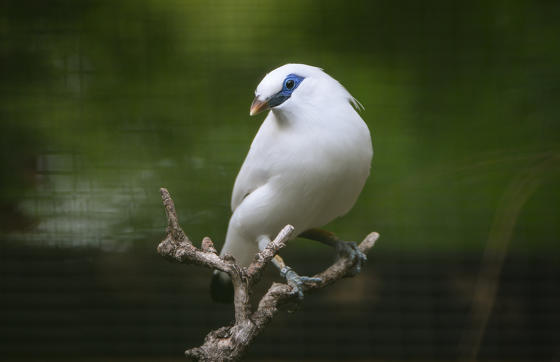 Bali Starling One Of The Species Chester Zoo Is Protecting Through Its New Sing For Songbirds Campaign (2)