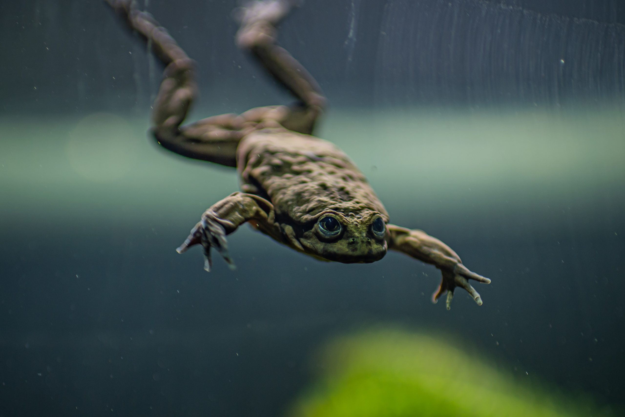 Lake Titicaca Frog 3