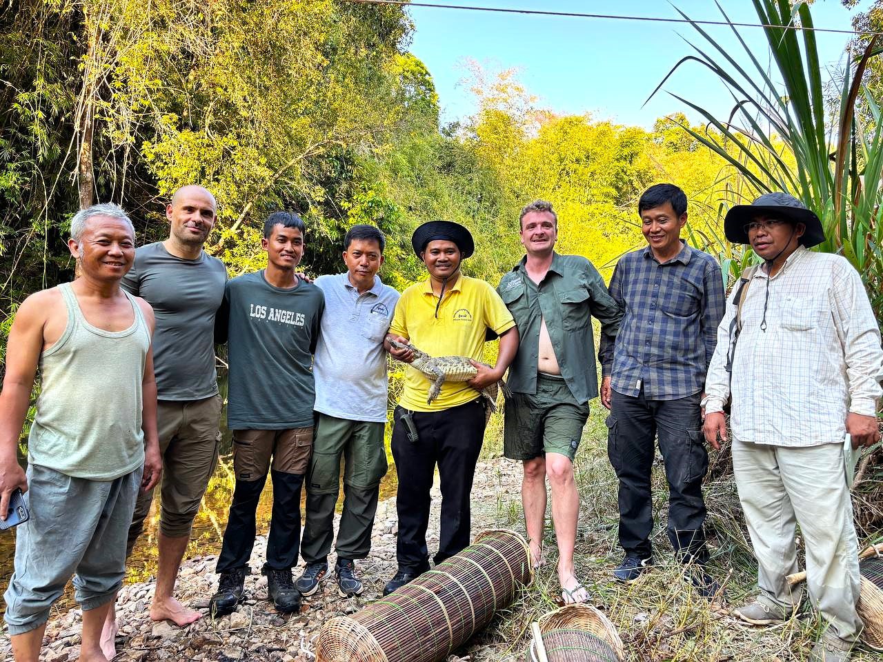 Pic shows a group of conservationists preparing to release a siamese crocodile. They are holding the juvenile carefully