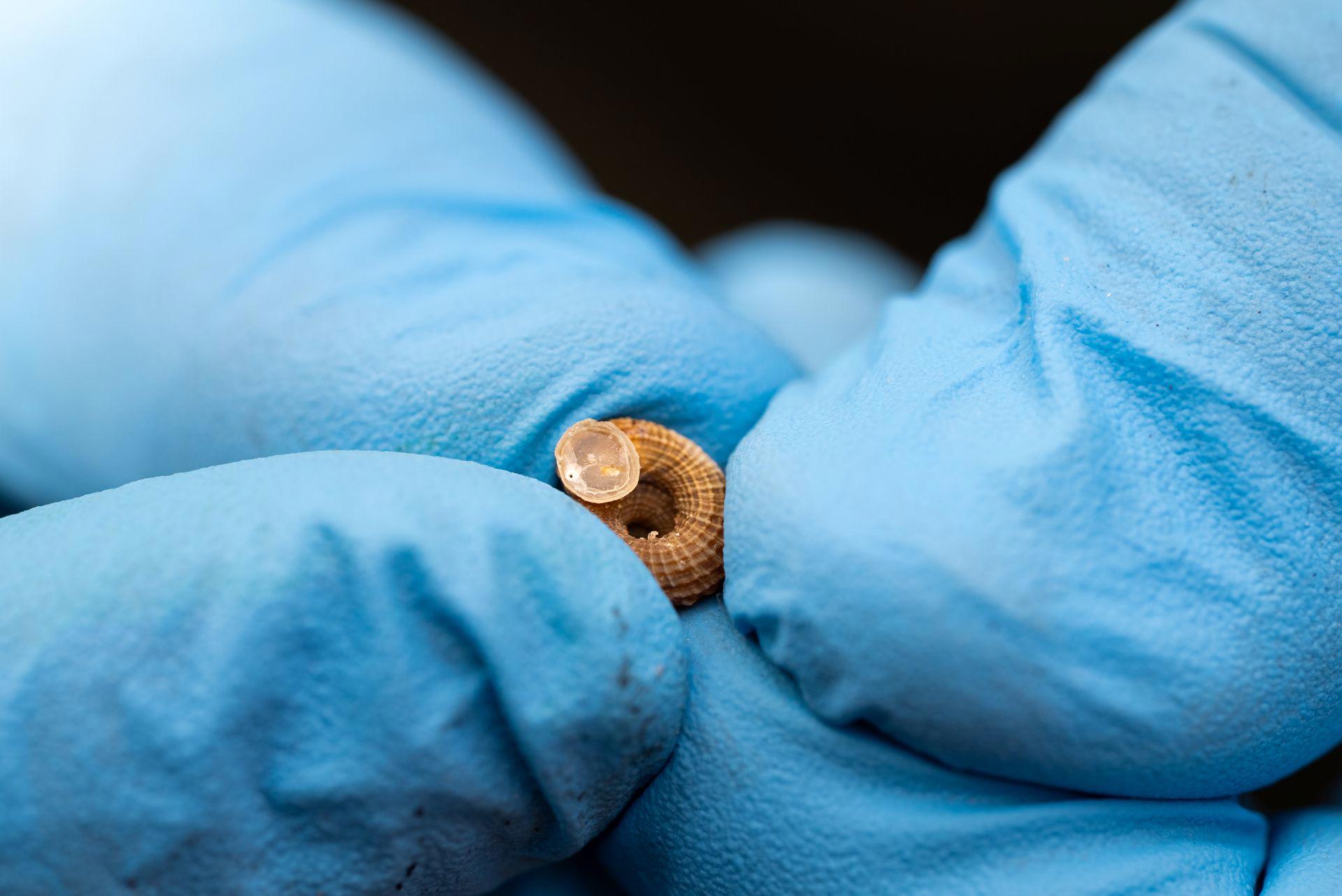 2 Near Extinct Snails Hatched At UK And French Zoos Have Returned To The Wild Following Major Conservation Breeding Success Geomitra Snail 1 (Copyright Chester Zoo)