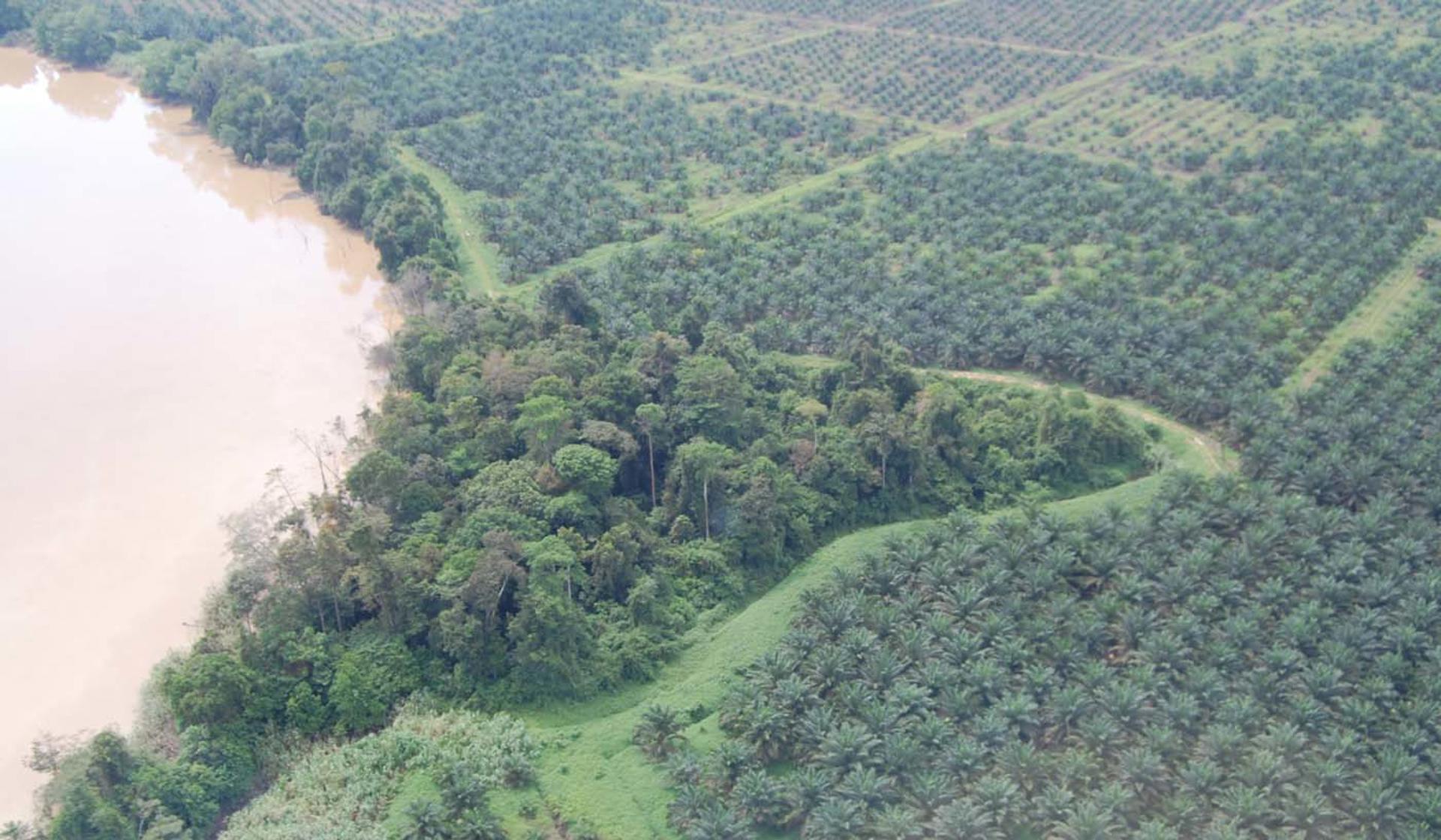 Palm Oil Plantation South East Asia
