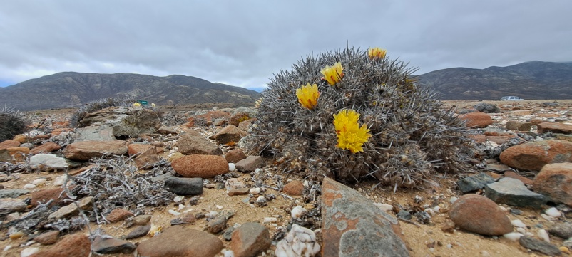 Photo shows a stand of cacti in a rocky landscape. There are hills in the background. The cacti has yellow flowers