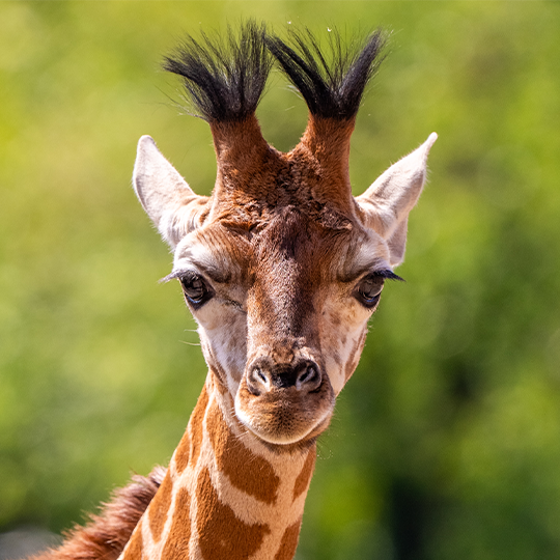Giraffe 3