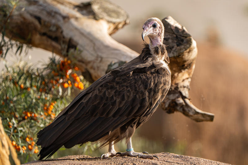 Hooded Vulture New Pair 2026 9