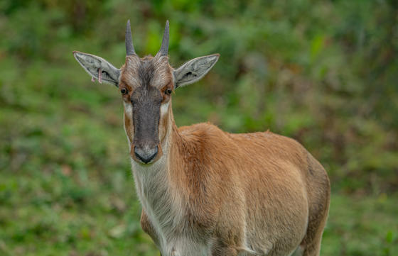 Blesbok 023