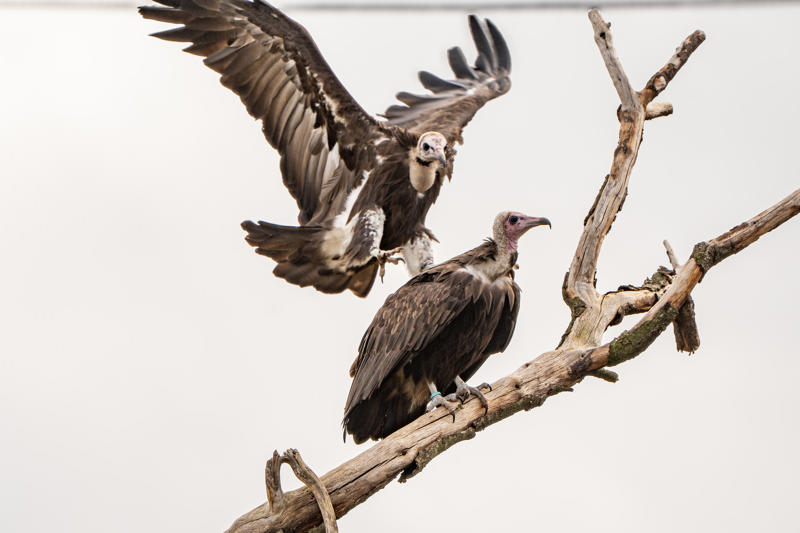 Hooded Vulture New Pair 2026 52