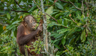 Bornean Orangutan