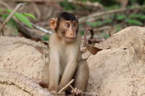 Pig Tailed Macaque IMG 7081