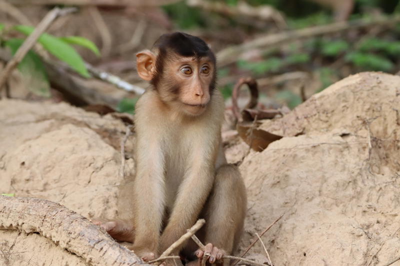 Pig Tailed Macaque IMG 7081