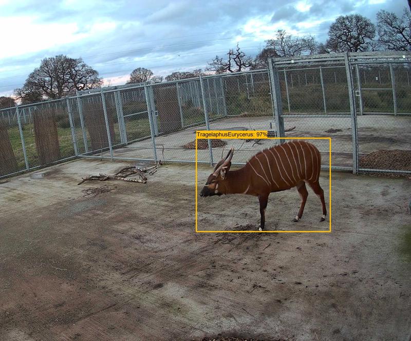 The photo shows an adult bongo antelope in a zoo habitat. There is a yellow box around it and a label added by an AI