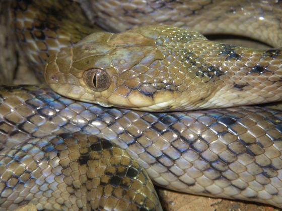 Cat Eye Snake