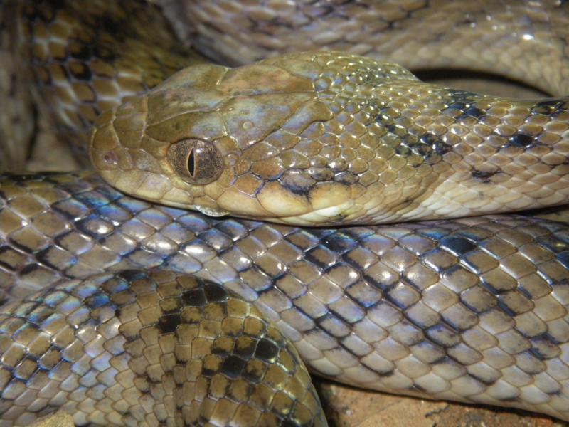 Image shows a close up of a beautiful cat-eye snake.