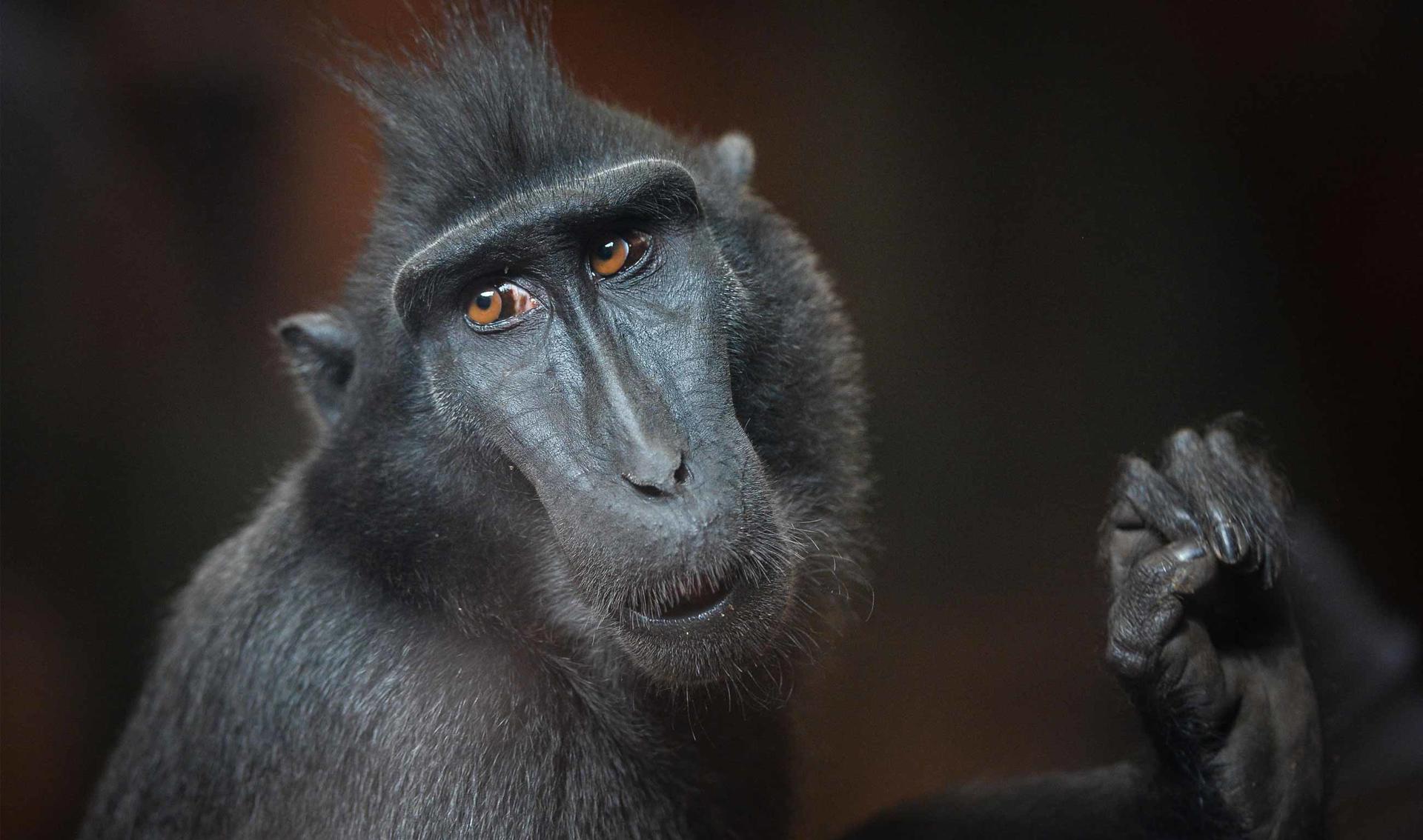 Sulawesi Crested Macaque 3
