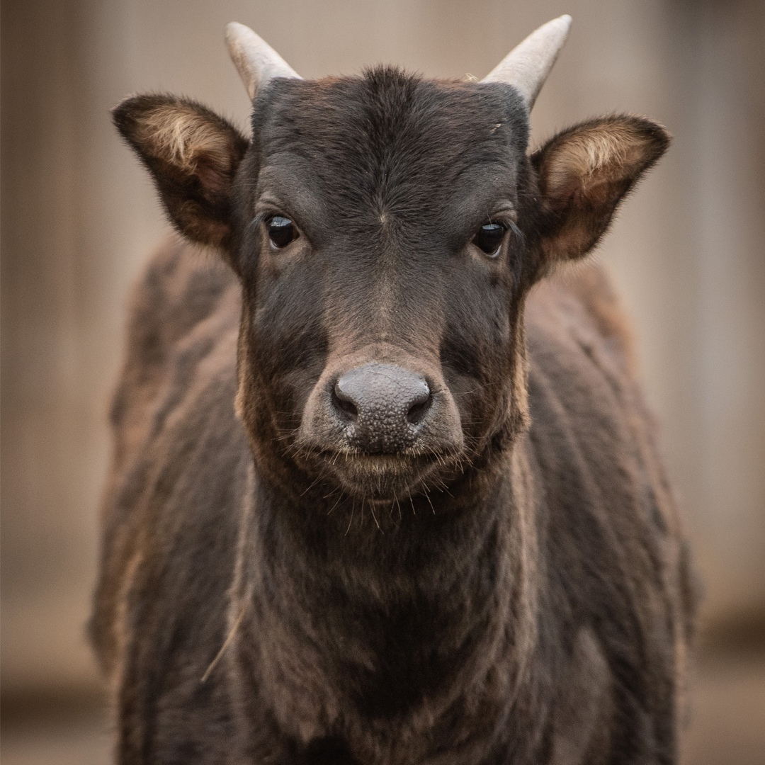 Anoa 3