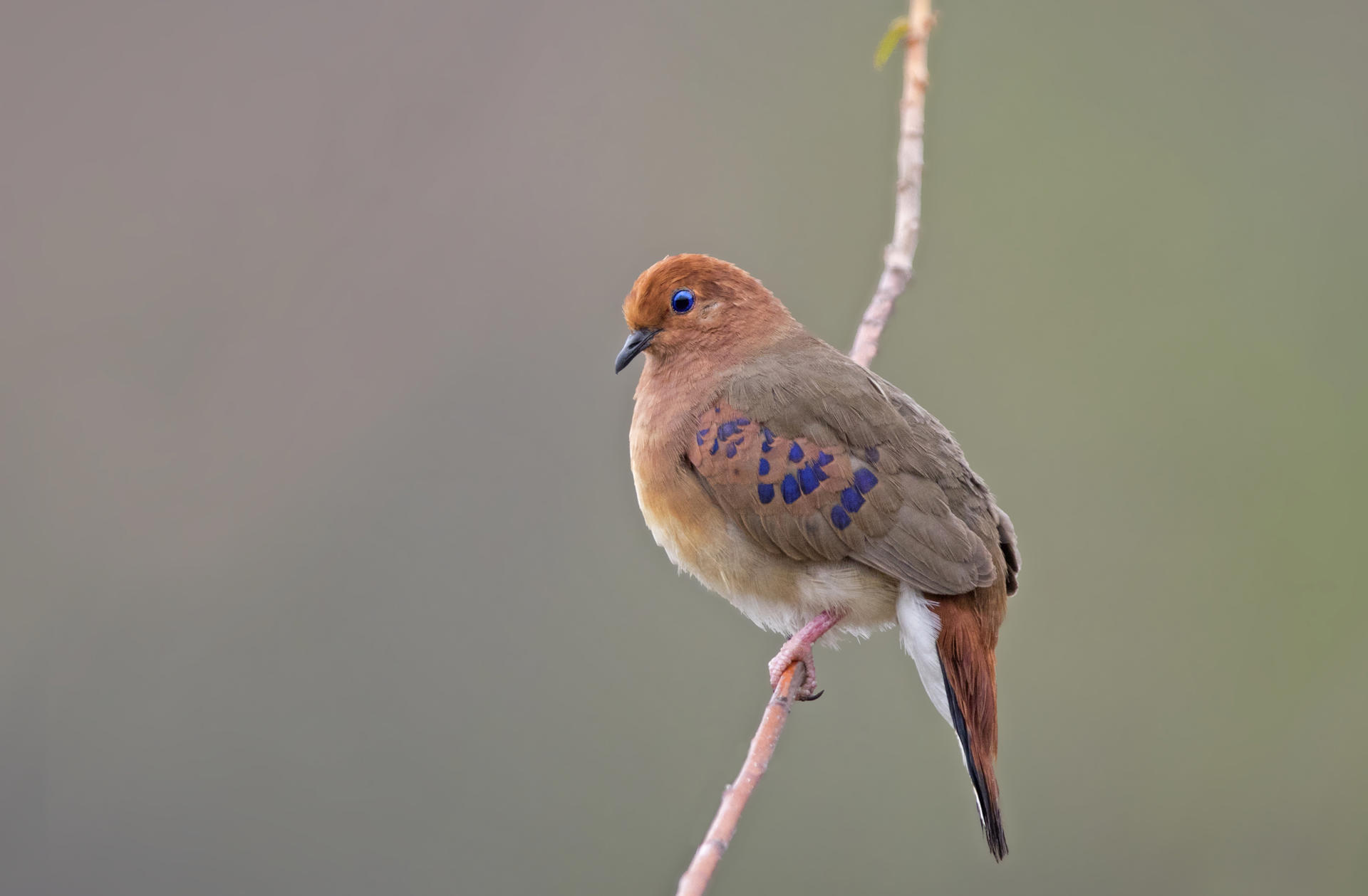 Blue Eyed Ground Dove