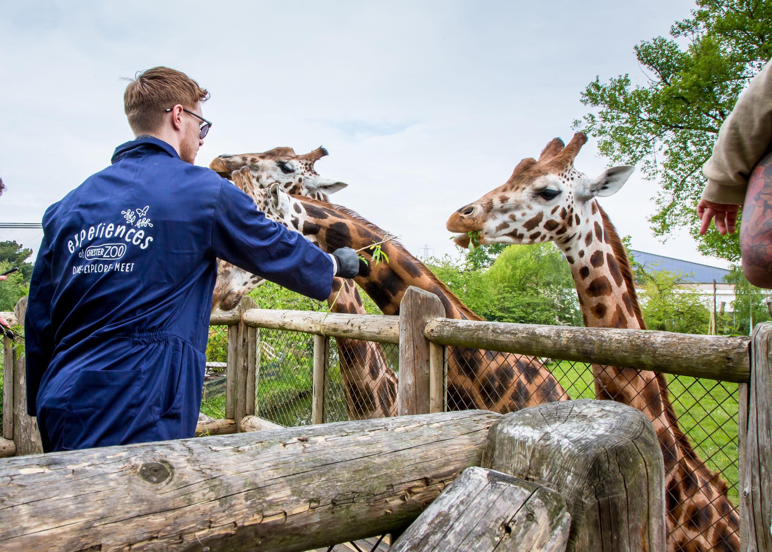 CZ Giraffe Experience