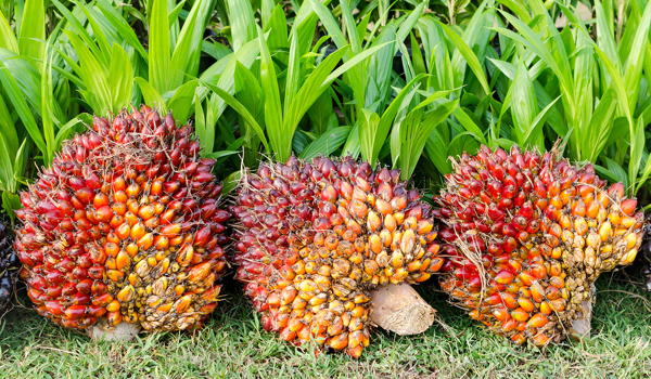 Image shows palm oil fruits still in their bunches but severed from their tree. The fruits are orange-red. 
