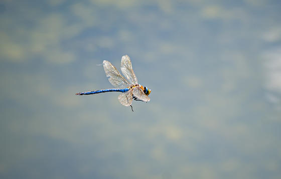 The Reserve Web 131