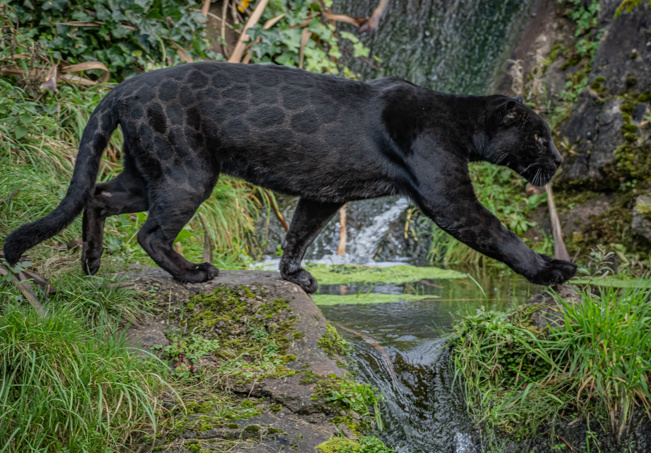 Photo shows inka, a black jaguar. Her spots are visible in her dark fur. She is striding across a stream in her habitat