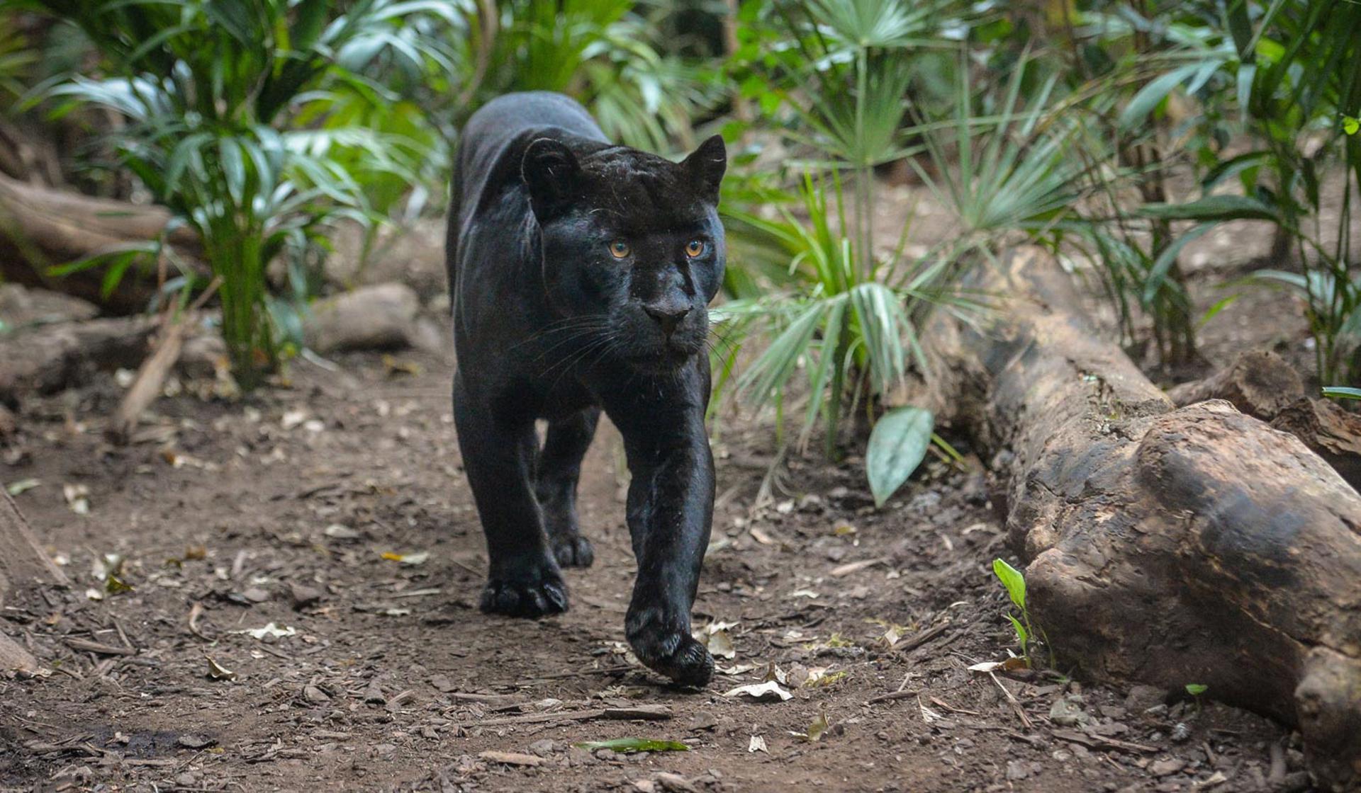 Jaguar At The Zoo 6