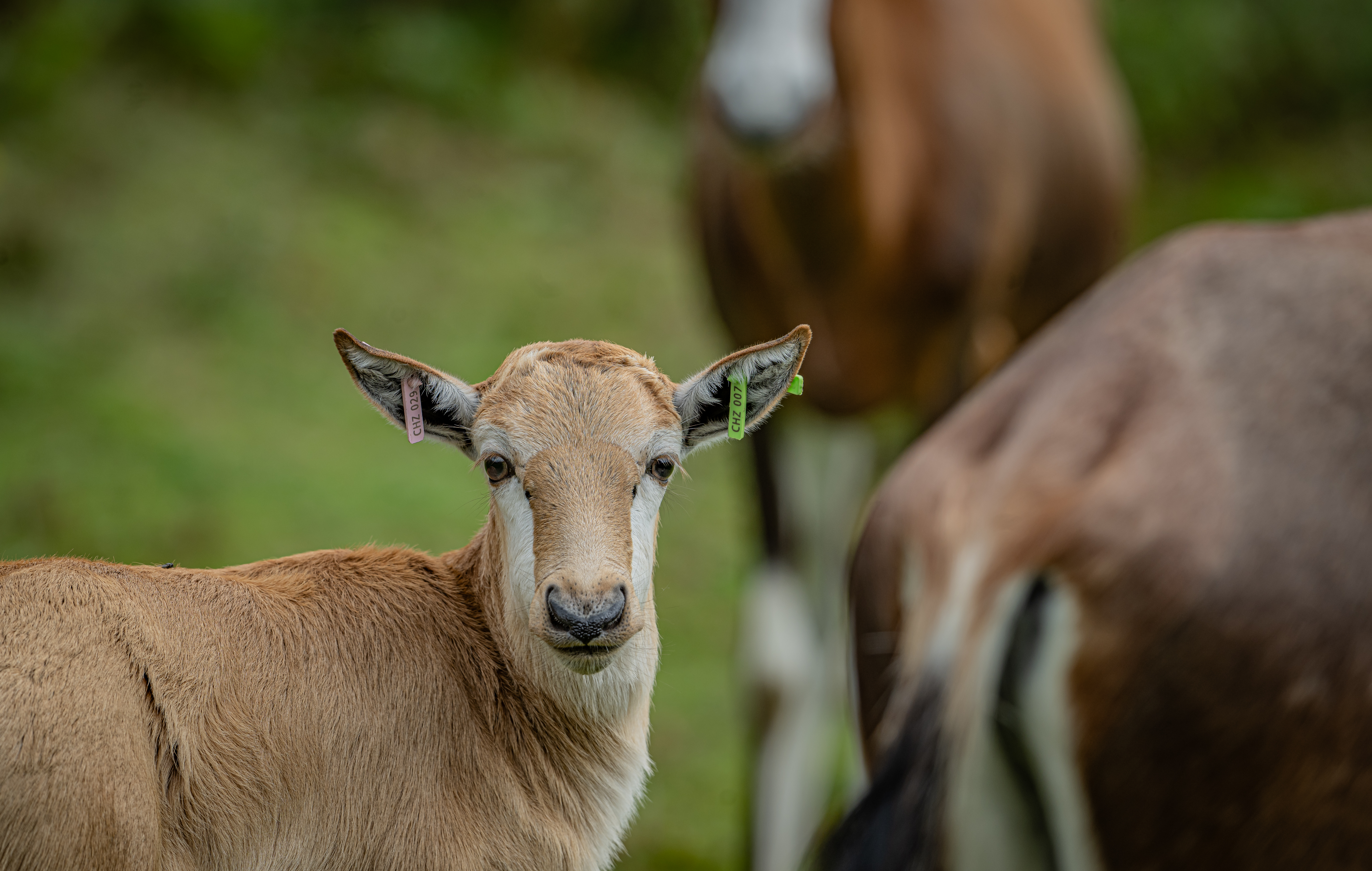 Blesbok 017
