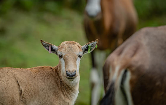 Blesbok 017