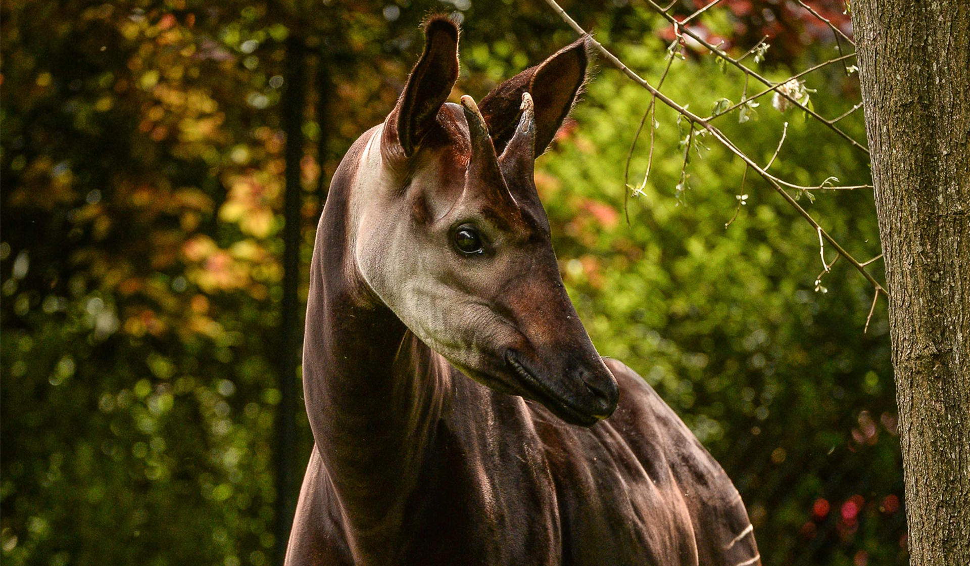 Okapi 1