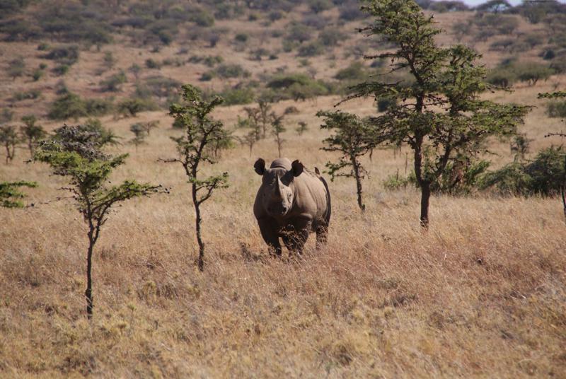 Black Rhino in the Savannah