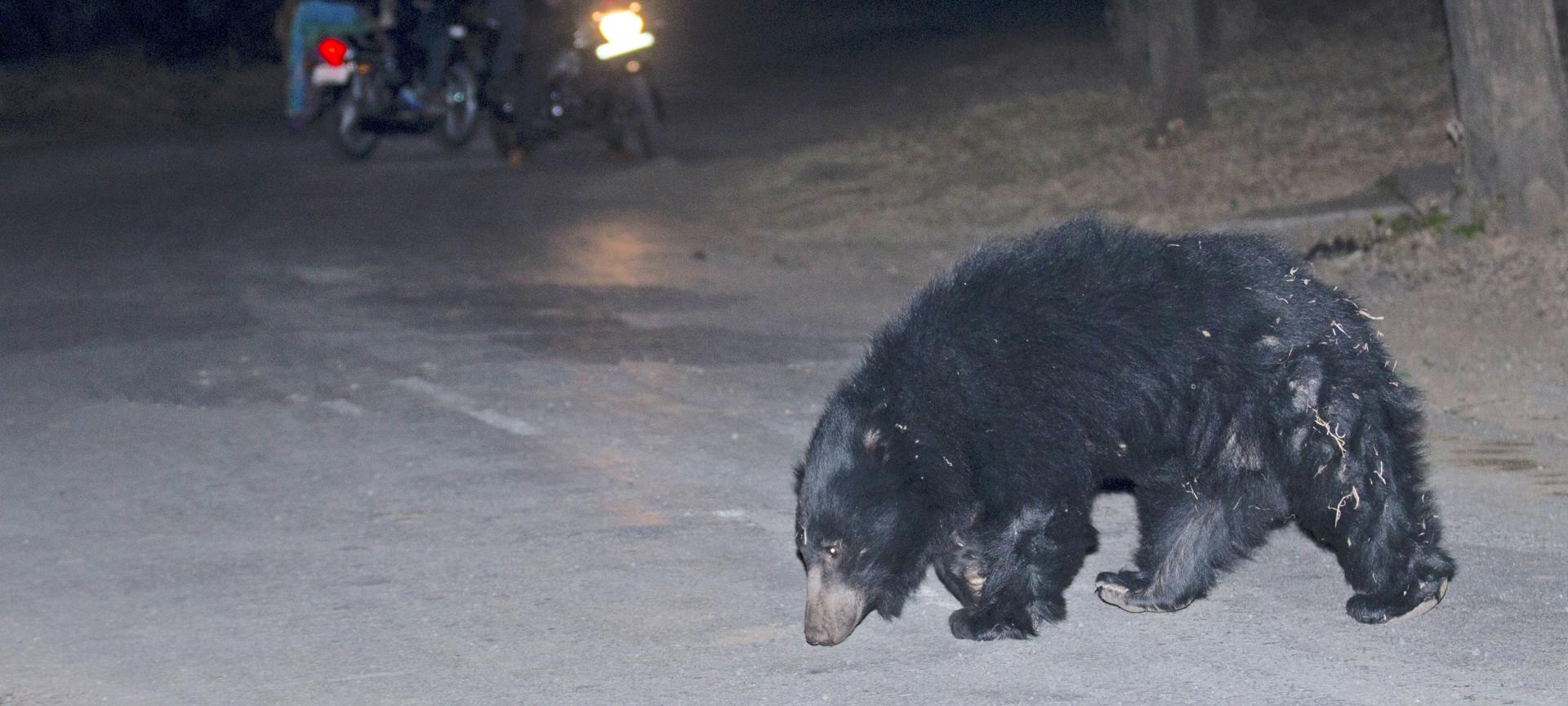 Photo shows an adult sloth bear crossing a road. The photo is a Creative Commons image by Vickey Chauhan.