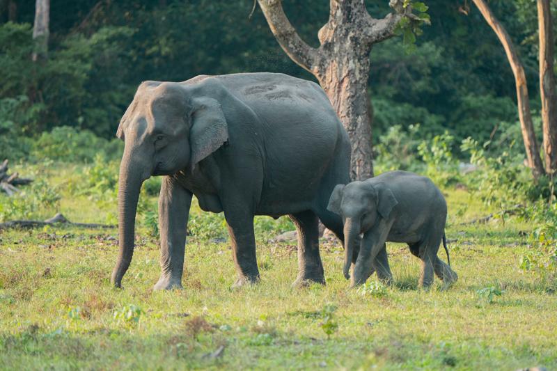 A mother and a young elephant in a grassy area