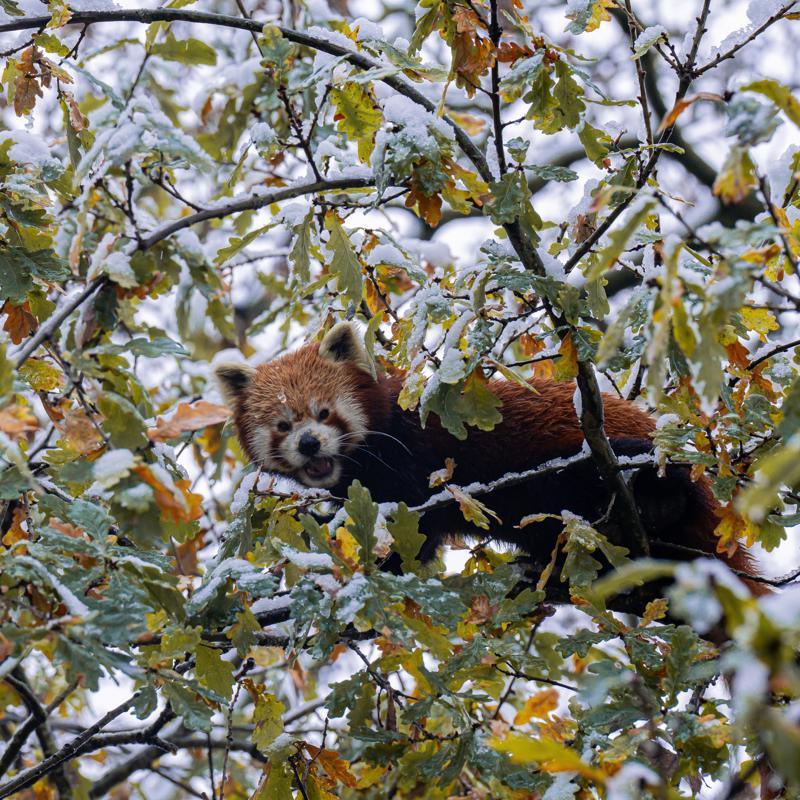 Copy Of Snow Day November 24 Red Panda 11