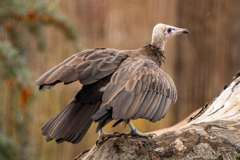 Hooded Vulture New Pair 2026 39